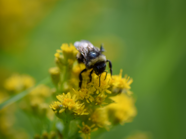 Bee on a flower