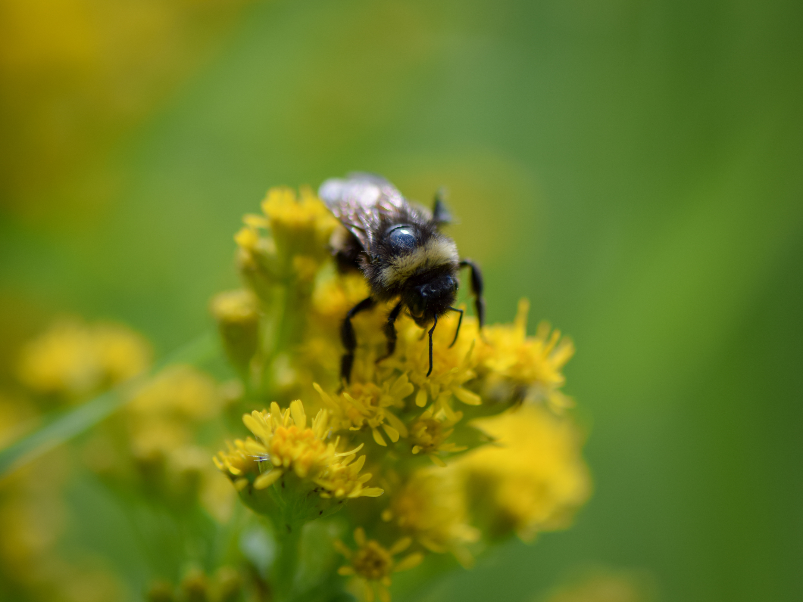 Bee on a flower